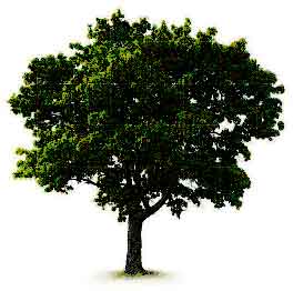A Tree
